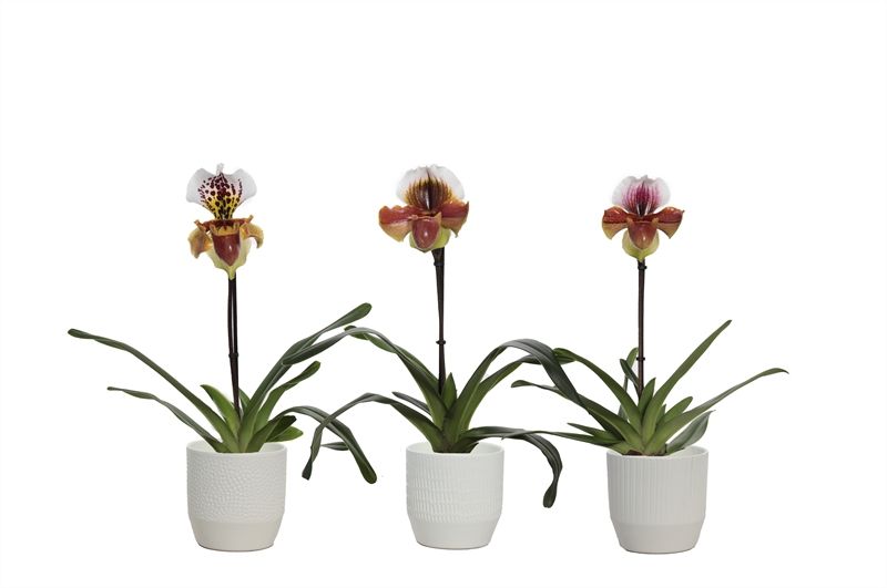 Tirza p12 vanille mix Paphiopedilum USA hybride 1bl, D 12 cm
