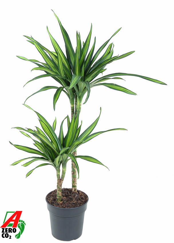 Dracaena Riki 45-15, D 19