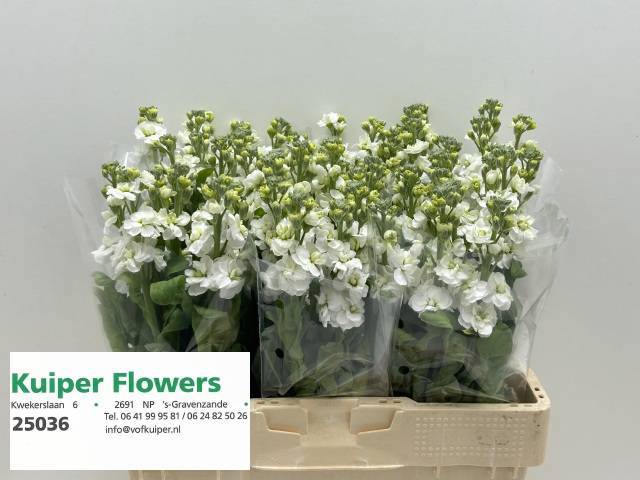 Маттиола од. Стокс Вайт 55, шт.