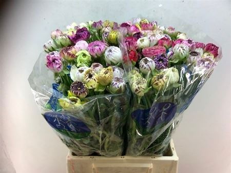 Ранункулус Элеганс Вайт Страйпс 45, шт.