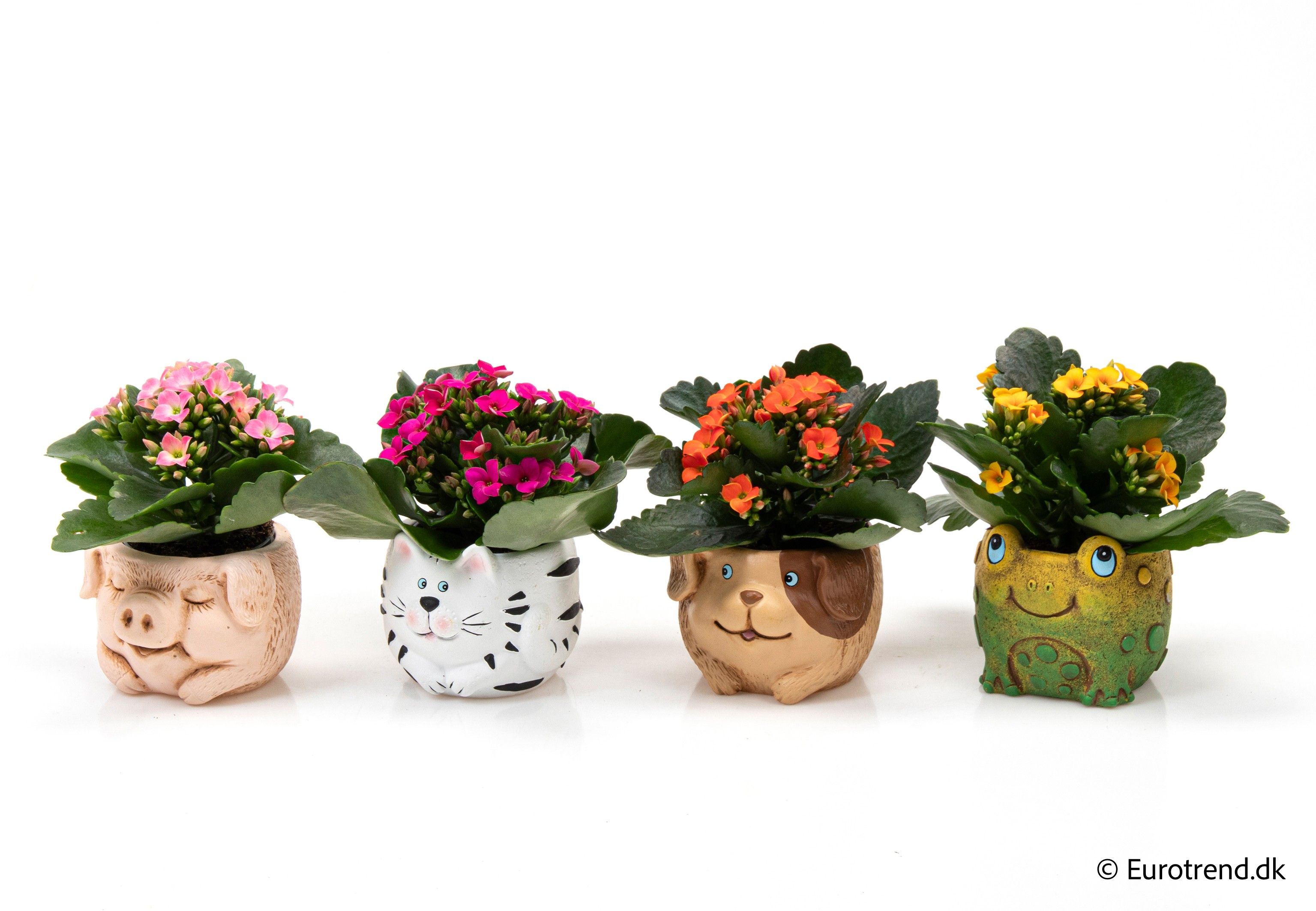 Kalanchoe in ceramic - Spring, Summer & Autumn 2025, D 6 cm Kalanchoe in ceramic - Spring, Summer & Autumn 2025, D 6 cm