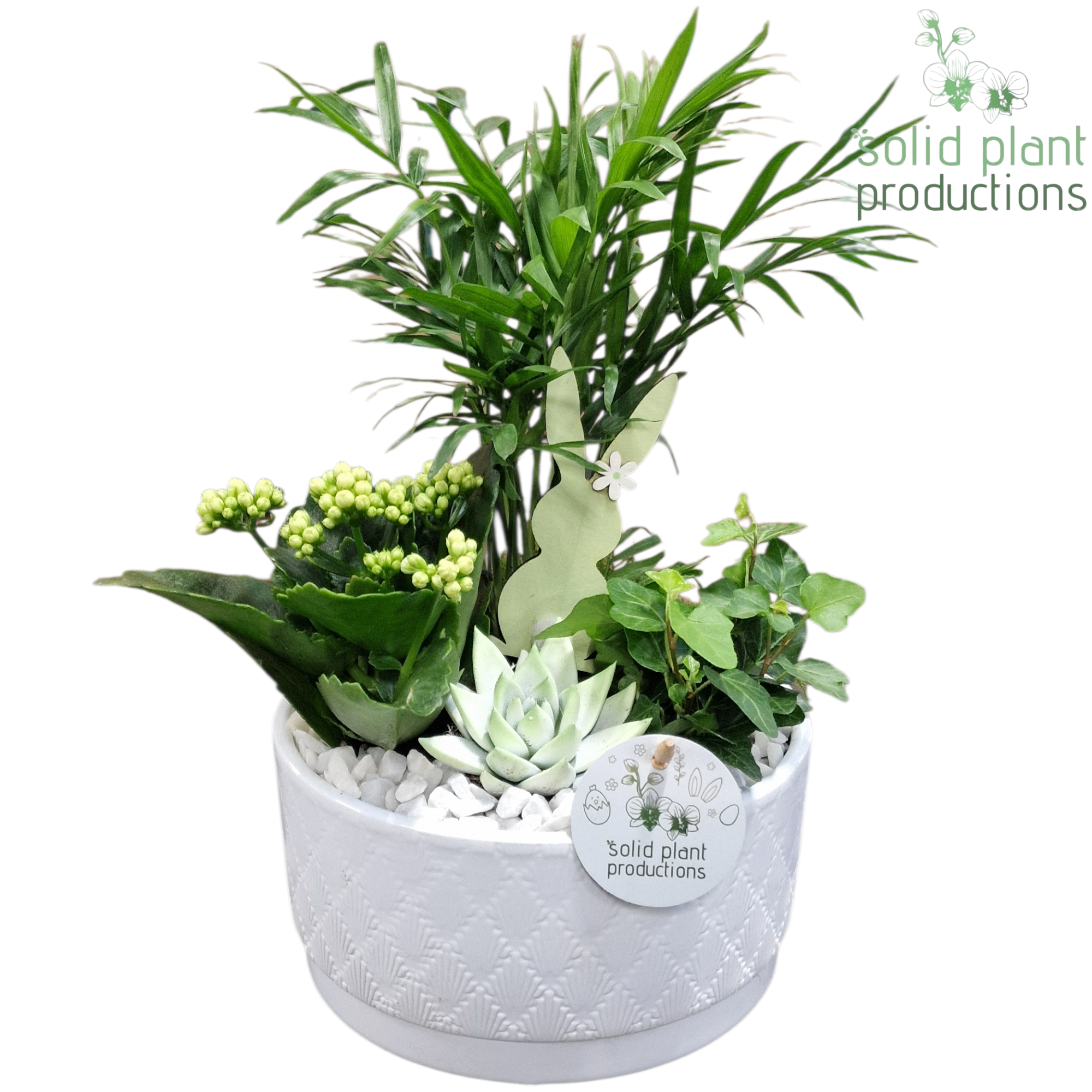 CE003 Loes White Easter, D 18