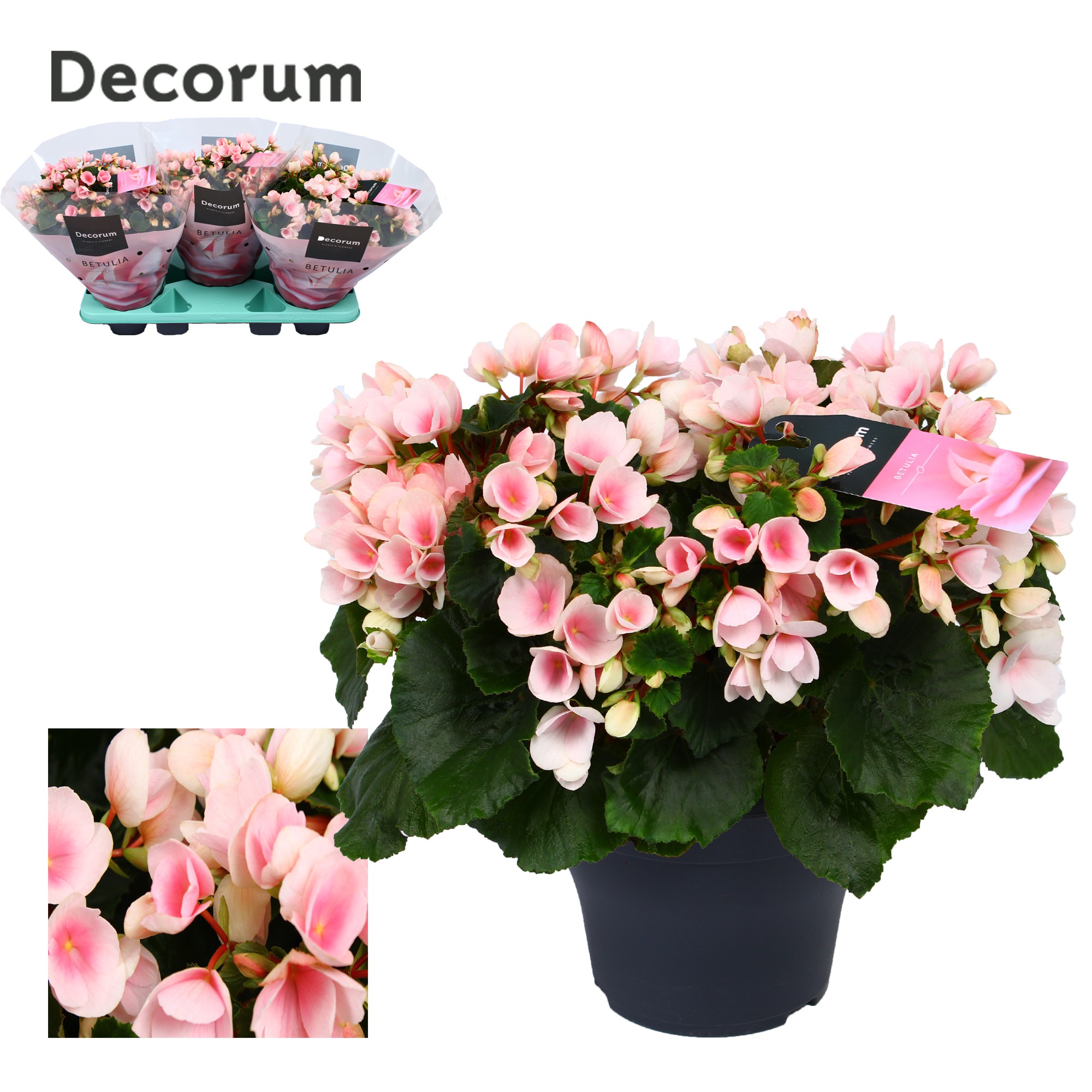 Begonia betulia''light'' licht rose Decorum, D 19