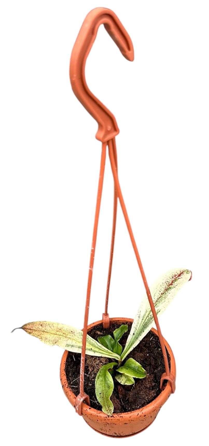 Nepenthes Viking x Ampullaria Variegata, D 10,5 cm Nepenthes Viking x Ampullaria Variegata, D 10,5 cm