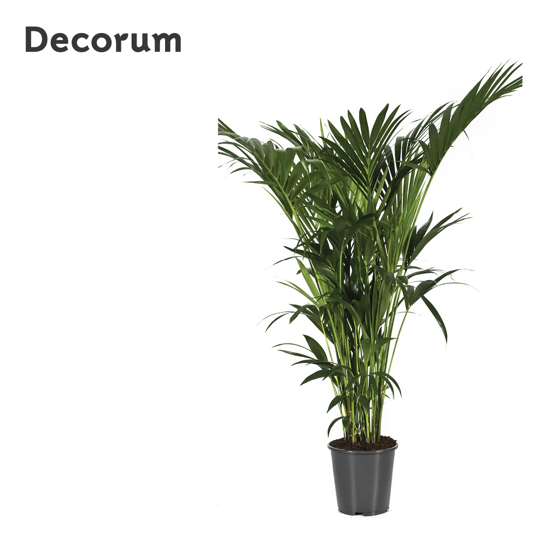 Howea forsteriana 170cm (Kentia) Decorum, D 27