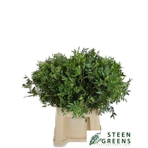 Писташ Овериг 40 (зел.), шт.