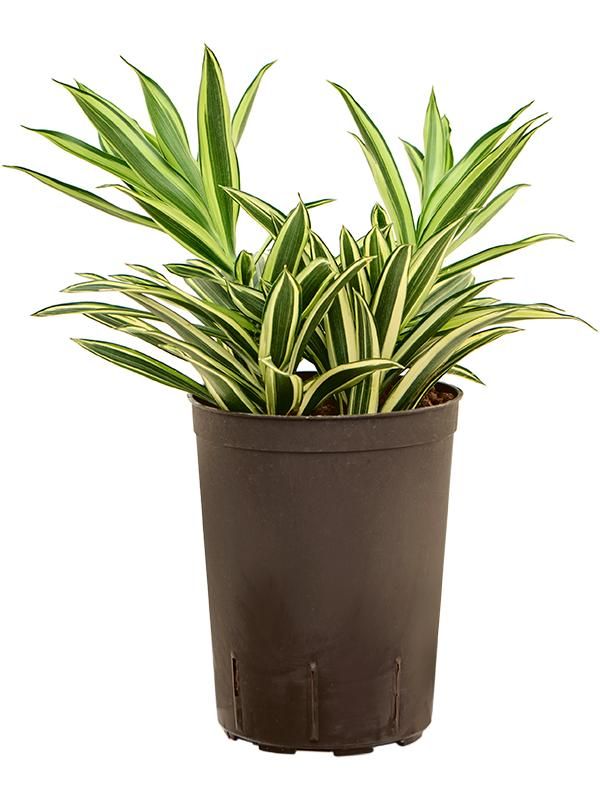 Pleomele (Dracaena) reflexa 'Song of Hawaian', D 15