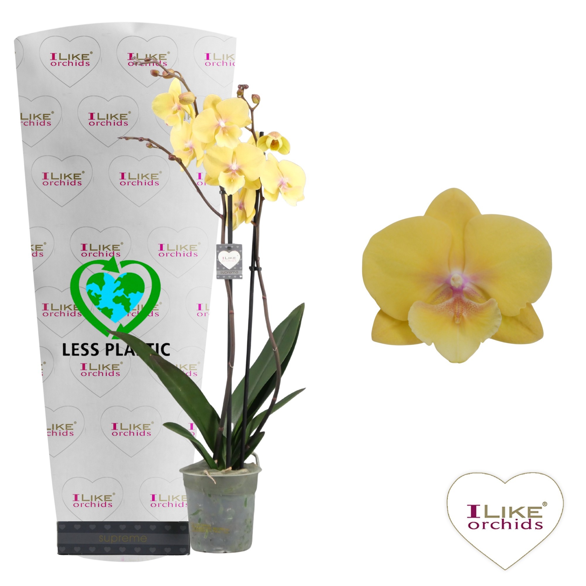 Phalaenopsis Palau - 2 tak 60cm (Less Plastic), D 12