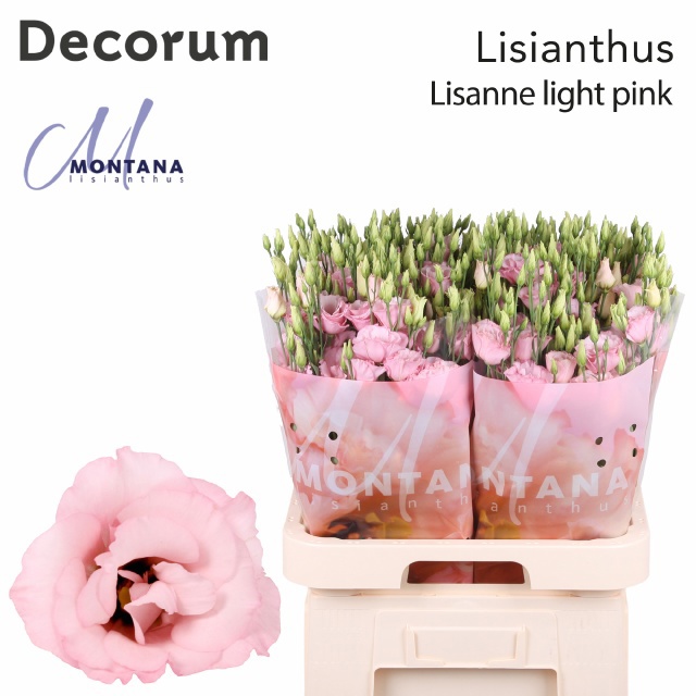 Эустома Лизанне Лайт Пинк 70 (светло-роз.), шт.