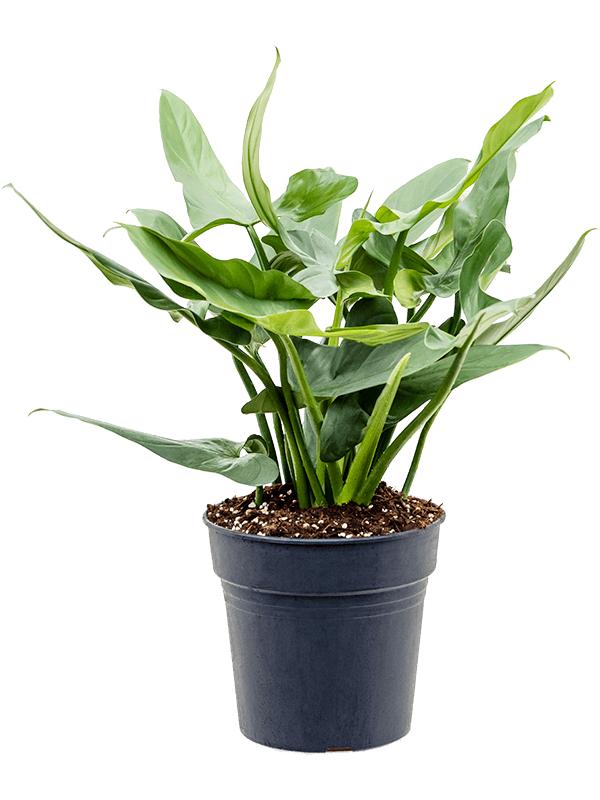 Philodendron 'Silver Queen', D 24