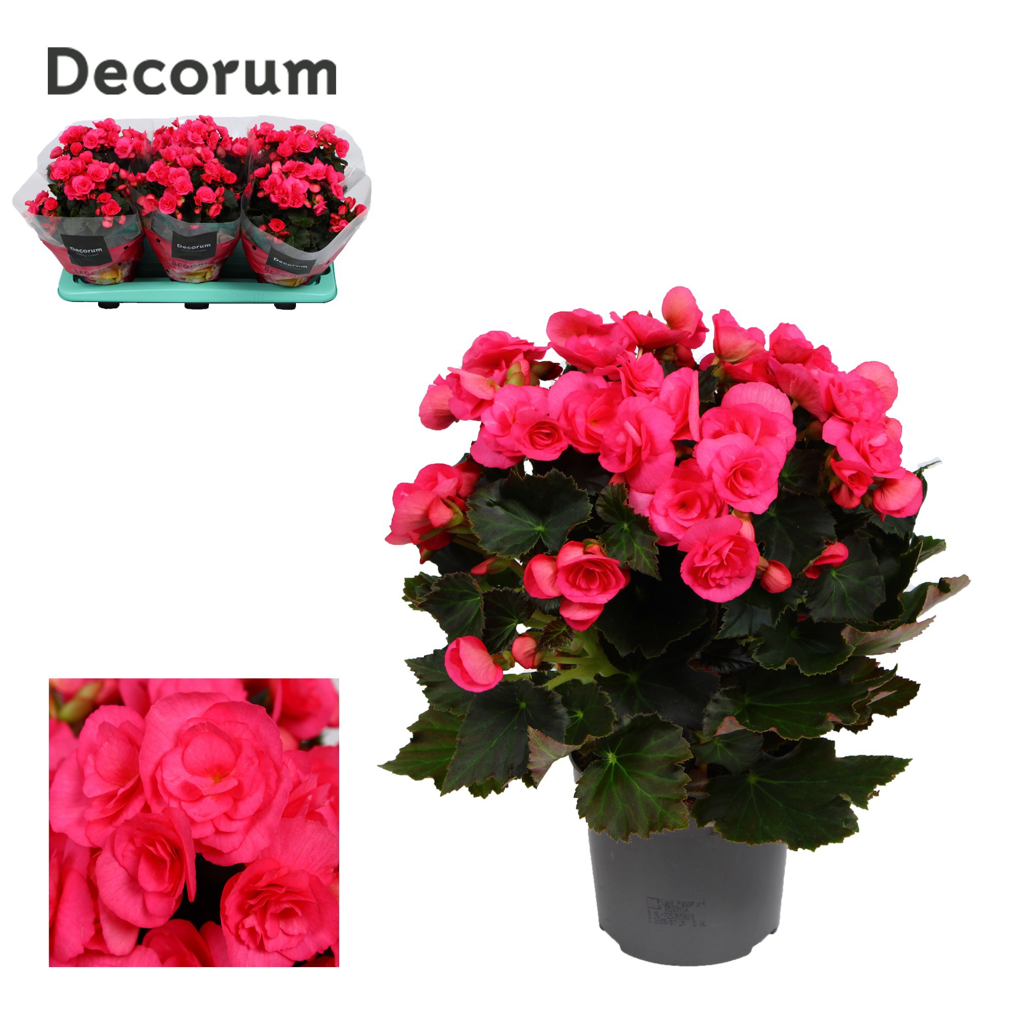 Begonia Adonia Pink 13 cm, D 13