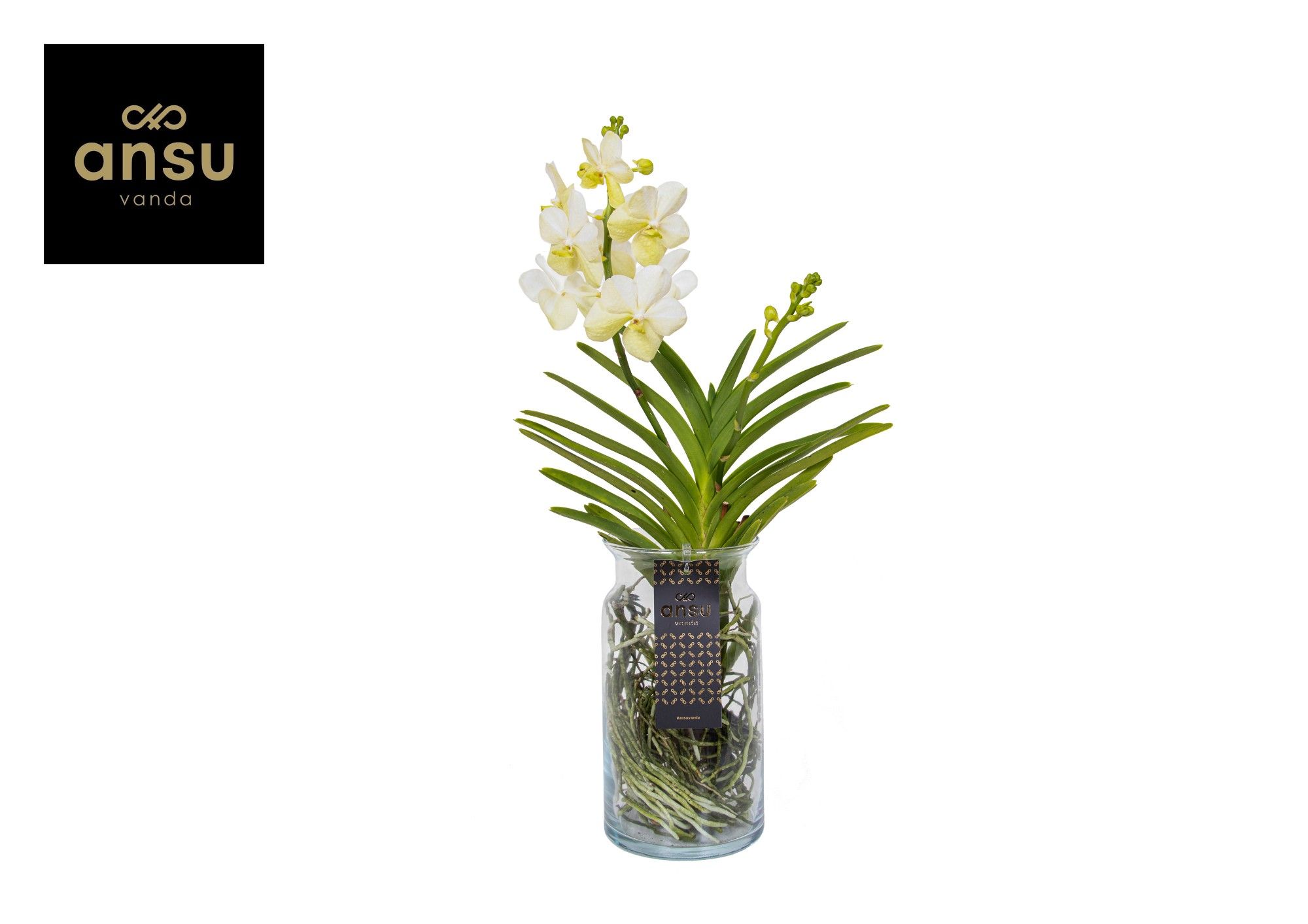 Vanda Bose XL White, D 15