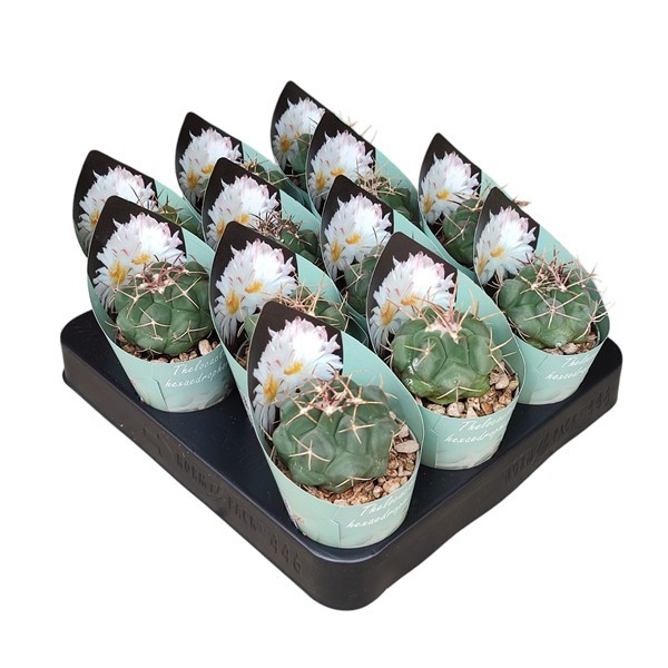 THELOCACTUS HEXAEDROPHORUS - POT Ø 6,5 - COLLECTION WITH POTCOVER (CACTUS), D 6,5