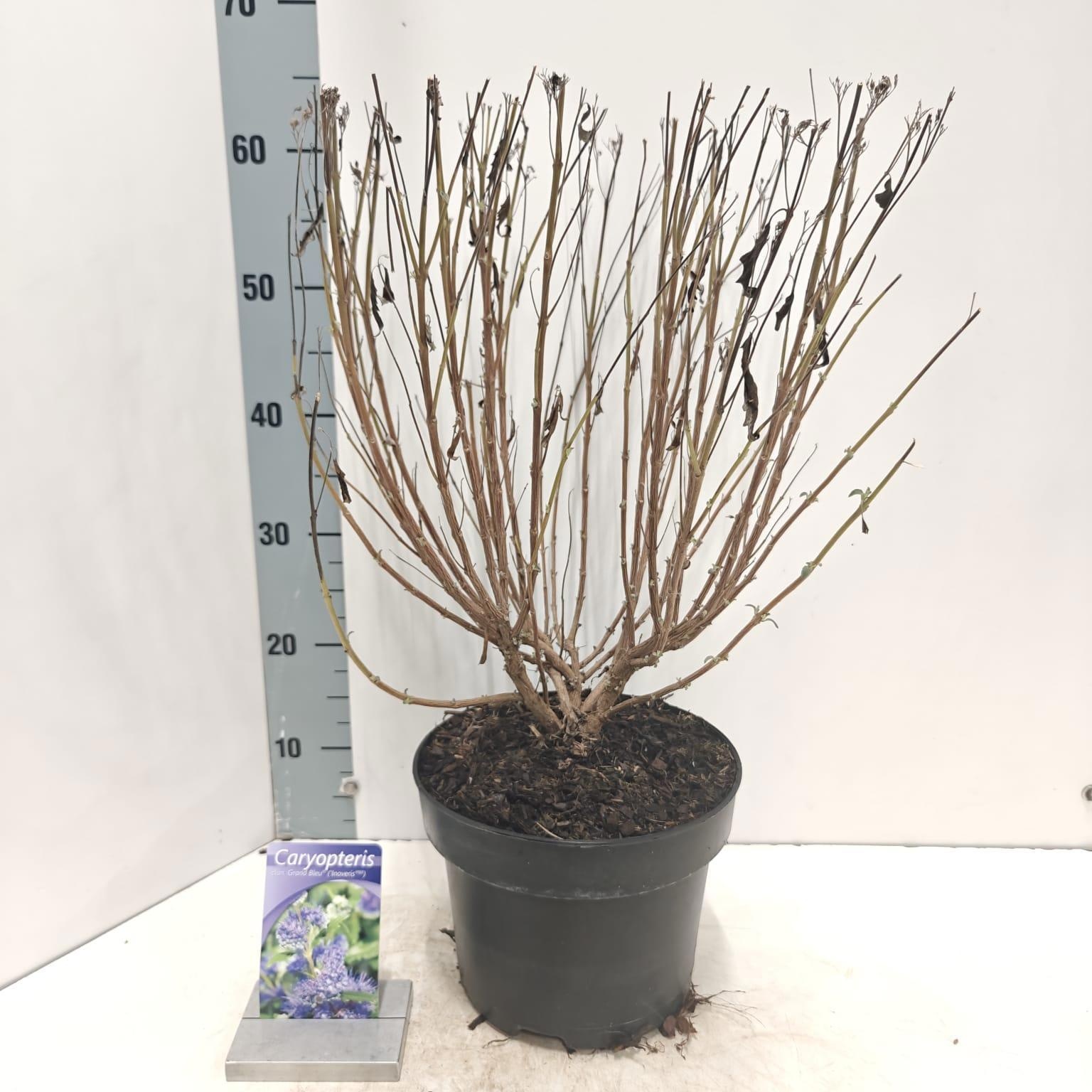 Caryopteris cland. Grand Bleu® ('Inoveris'PBR), D 23