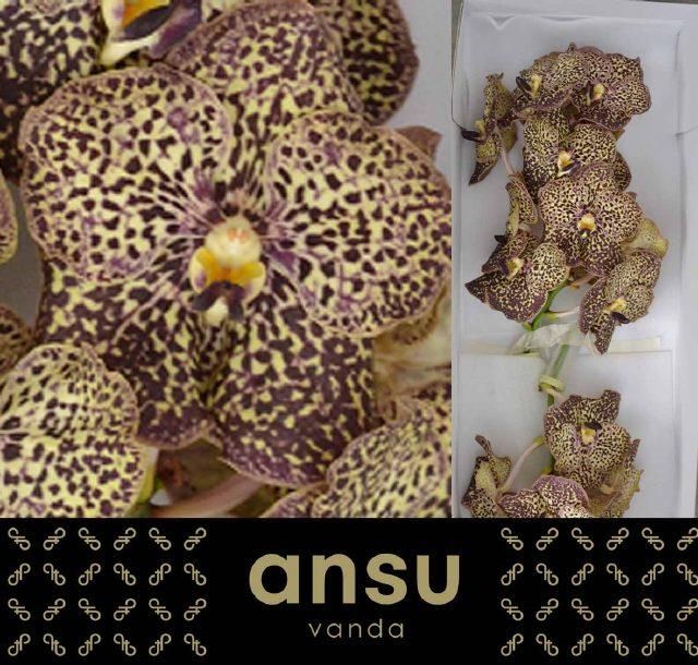 Ванда Сунанда Оселот Мока x16, шт.