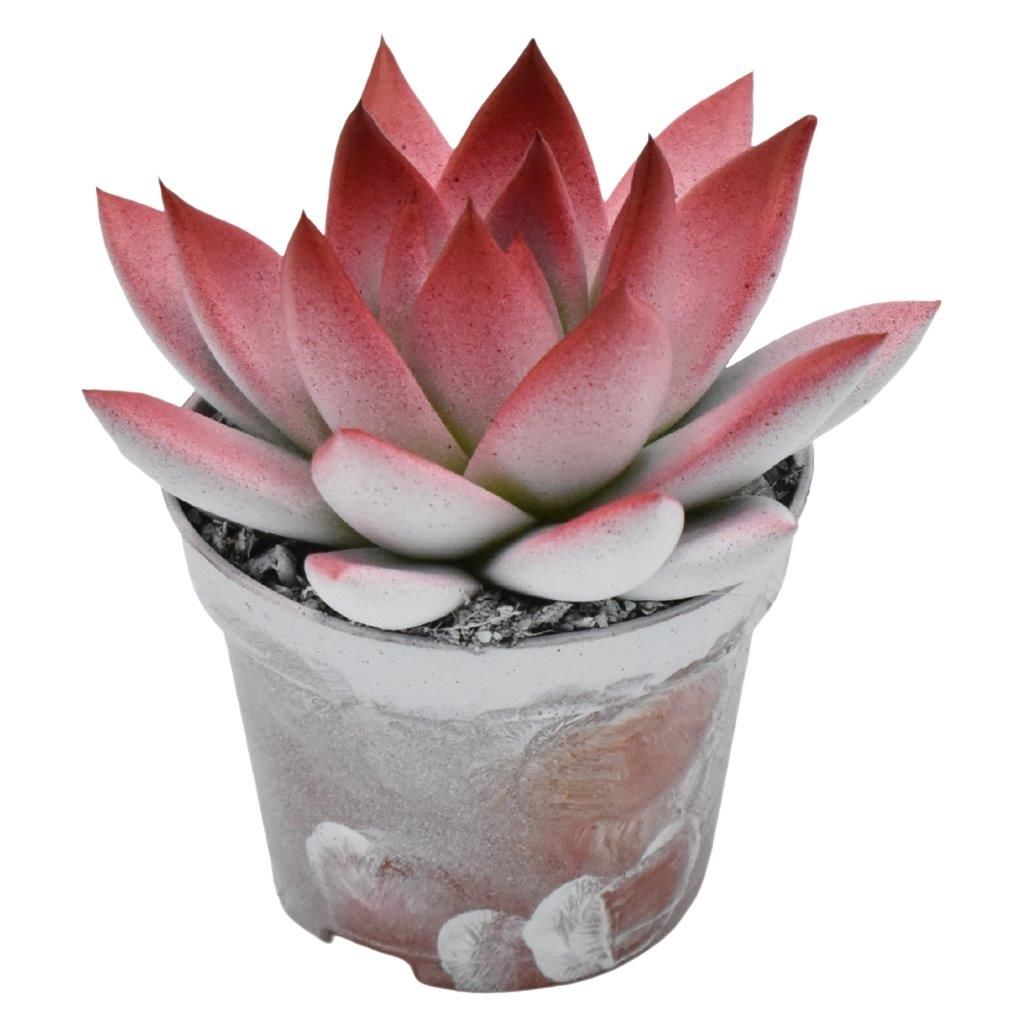 Miranda bicoloured white/red, D 6