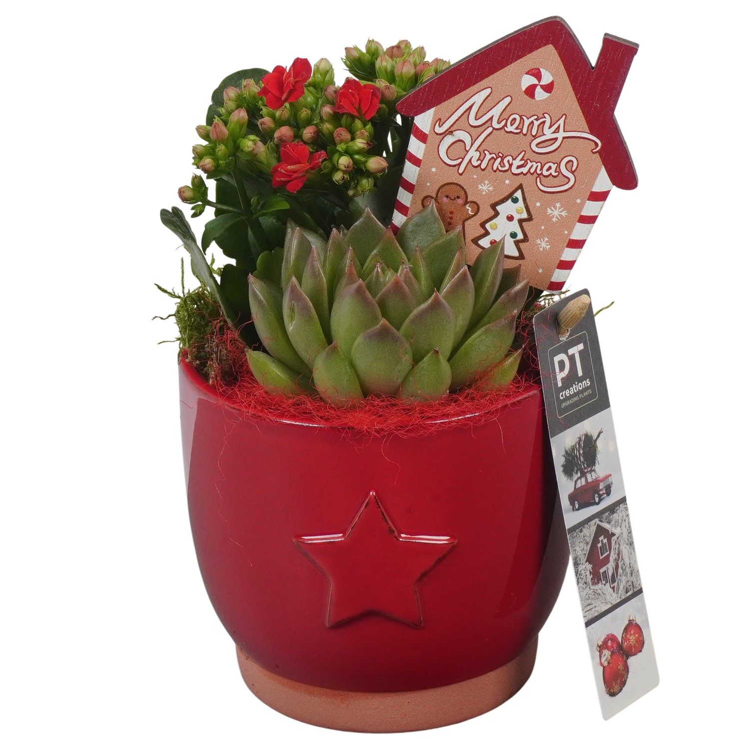 PTCHR7217 Arrangement Christmas Red in keramiek pot, D 11 cm