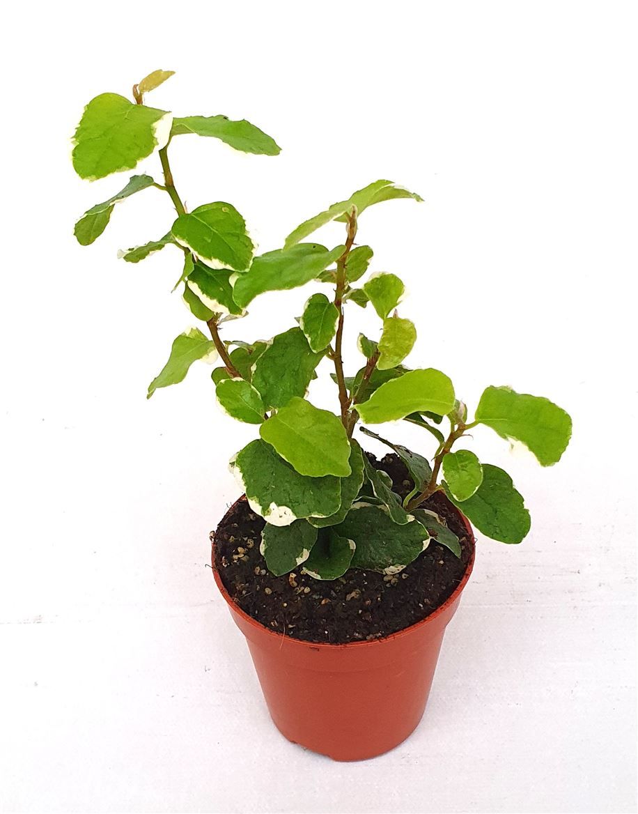 Ficus pumila 'Sunny', D 5,5