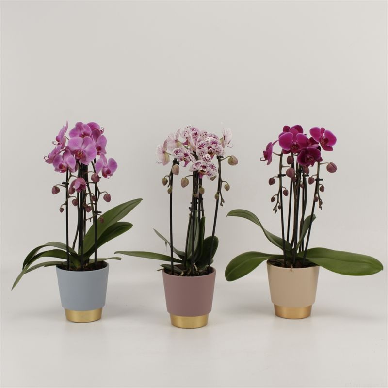 Phalaenopsis Elegant Cascade Triboga gemengd in Angelina keramiek, D 12 cm