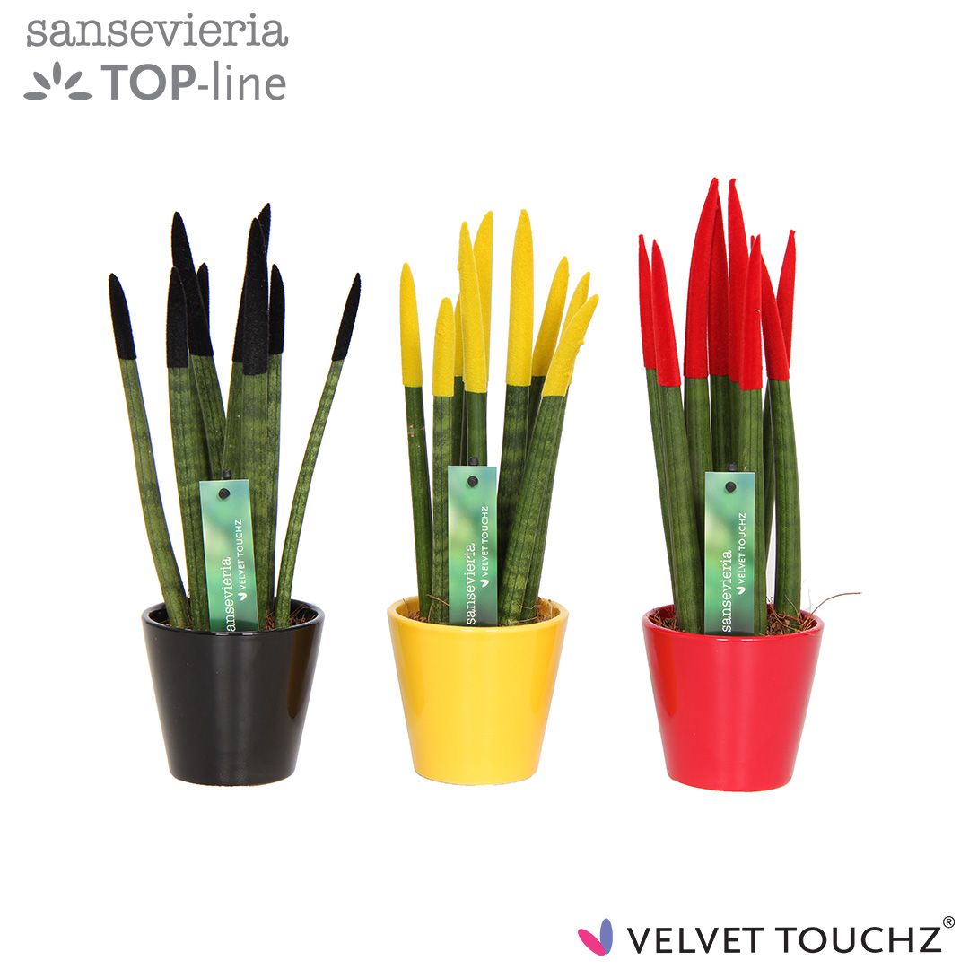 Sansevieria VELVET TOUCHZ® Duitsland/Belgie In keramiek R'dam, D 8,5