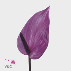 Антуриум Превиа x16, шт.