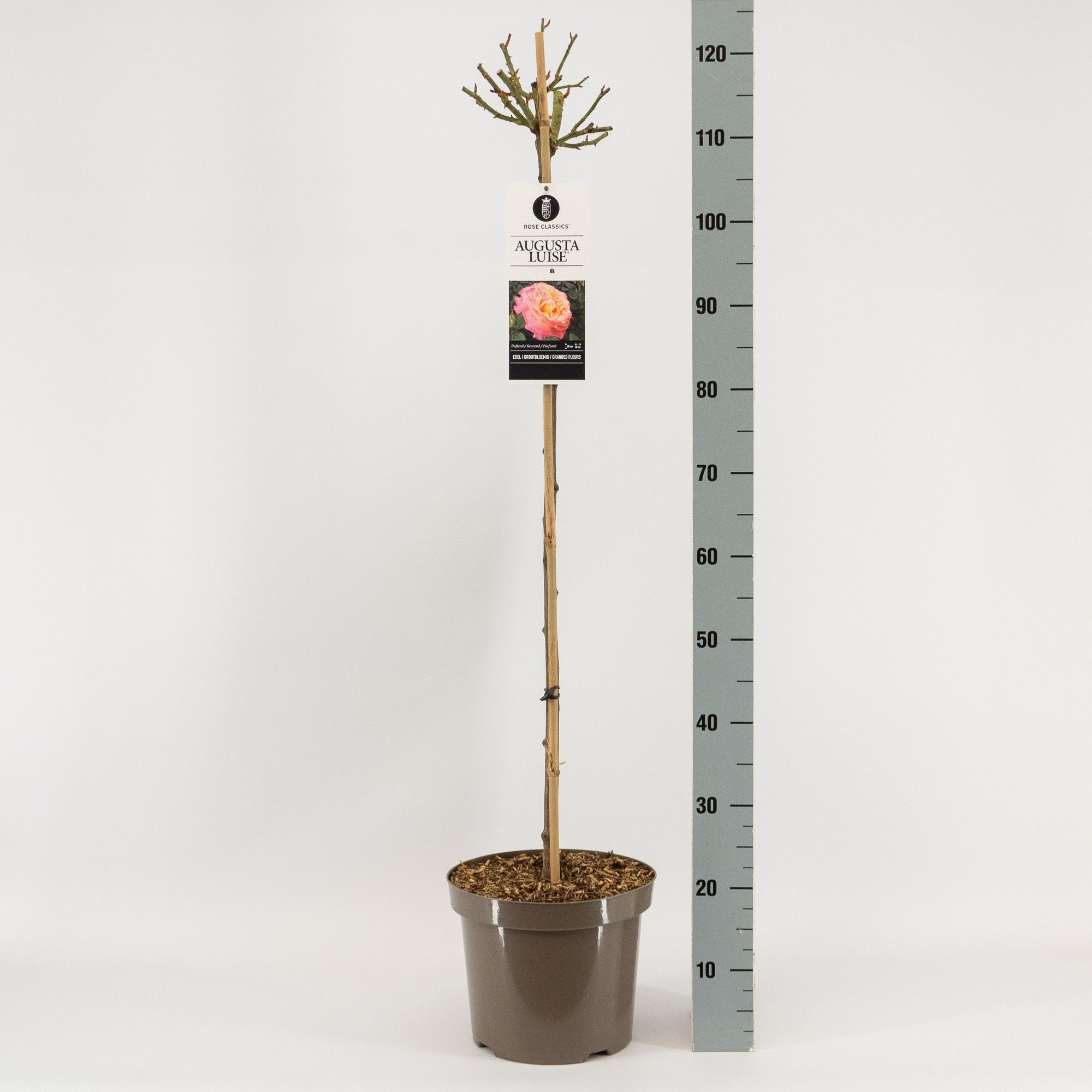 Rosa (TH) Augusta Luise ®, stam 90, C7.5, D 26 cm