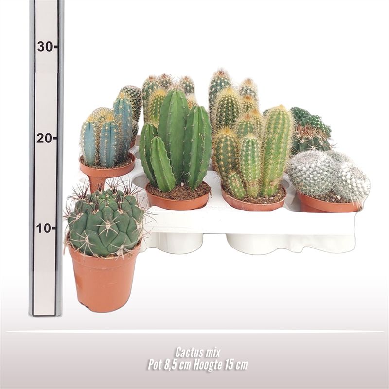 Cactus gemengd, D 8,5