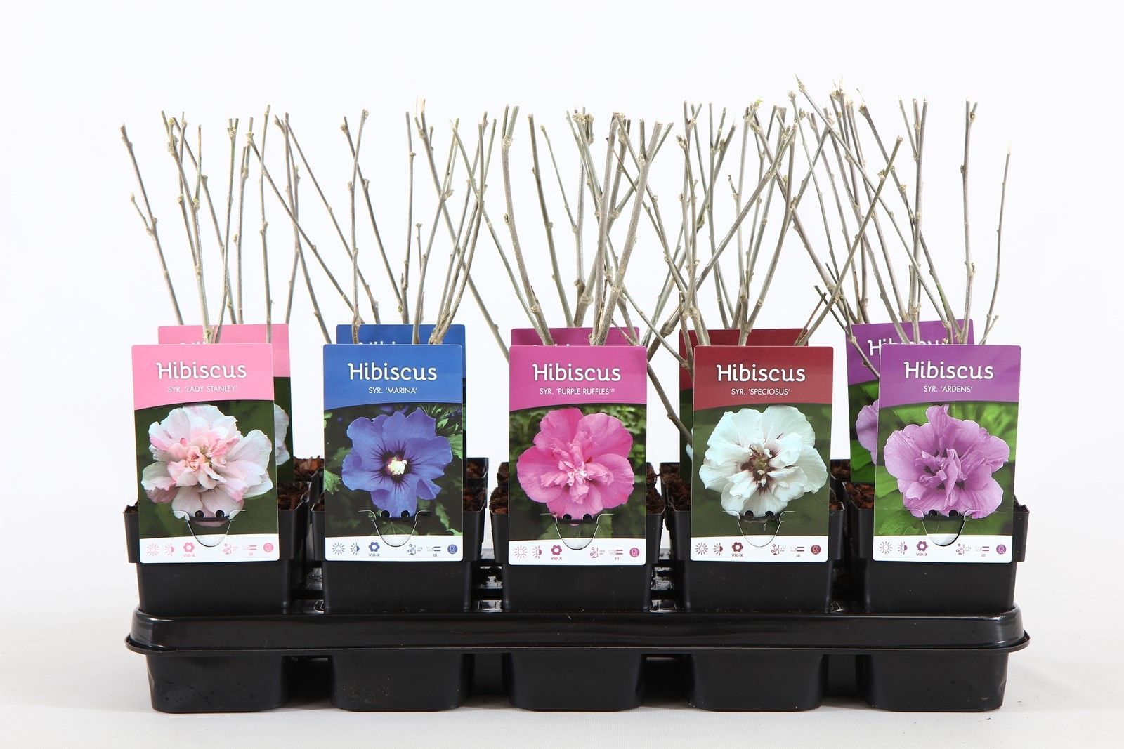 Hibiscus syr. mix P13, D 13