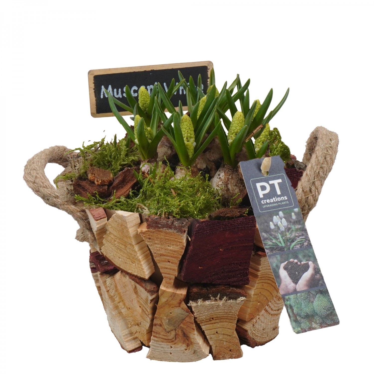 PTWMB8142 Arrangement Muscari White in houten pot, D 16