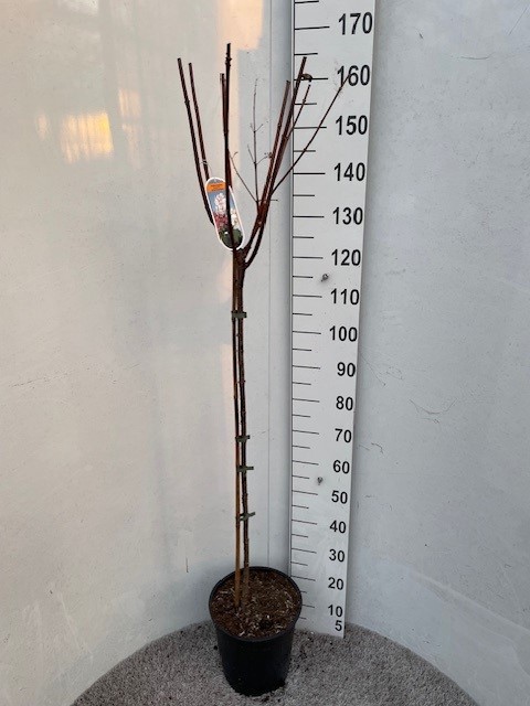 Hydrangea pan. Early Sensation 100 stam P28 C10, D 28