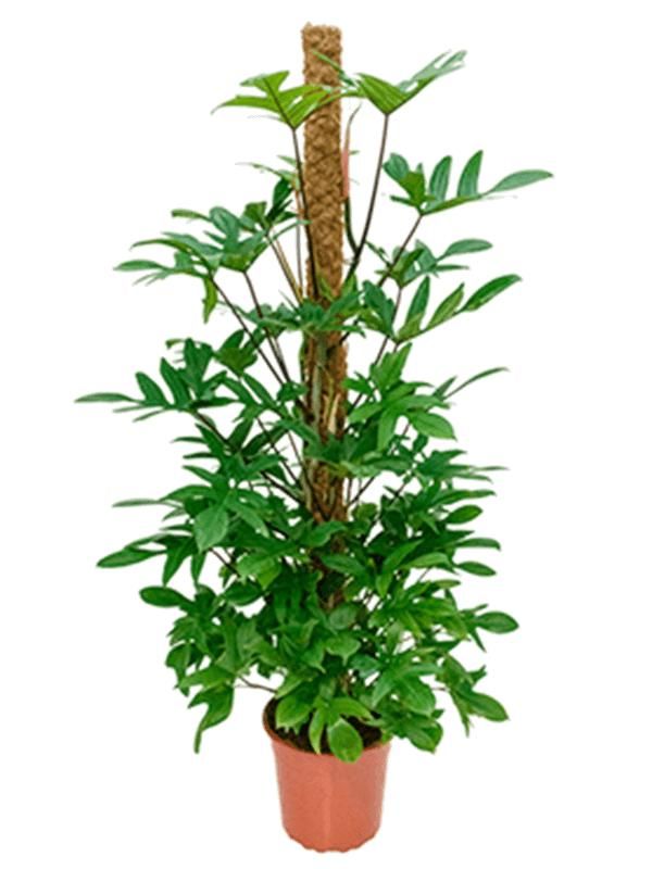 Philodendron pedatum, D 27