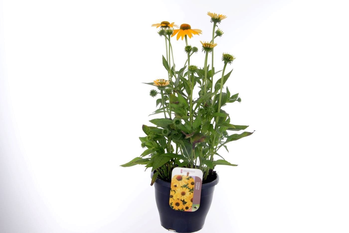 Echinacea purpurea Lakota Yellow, D 23