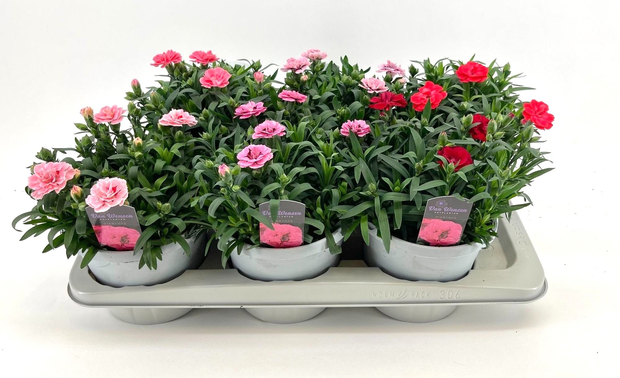 Dianthus 'Oscar' MIXTRAY 17cm, D 17