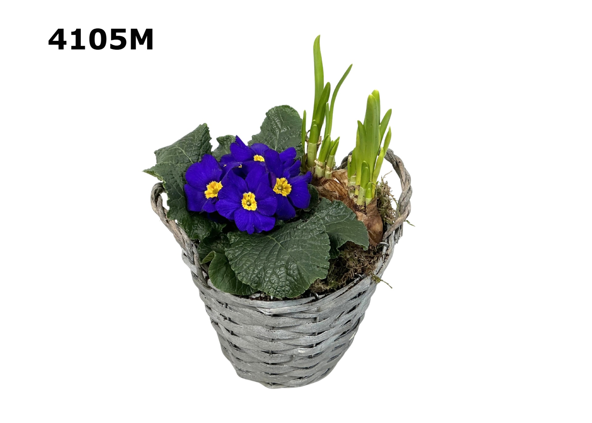 Voorjaar potmand M, D 13