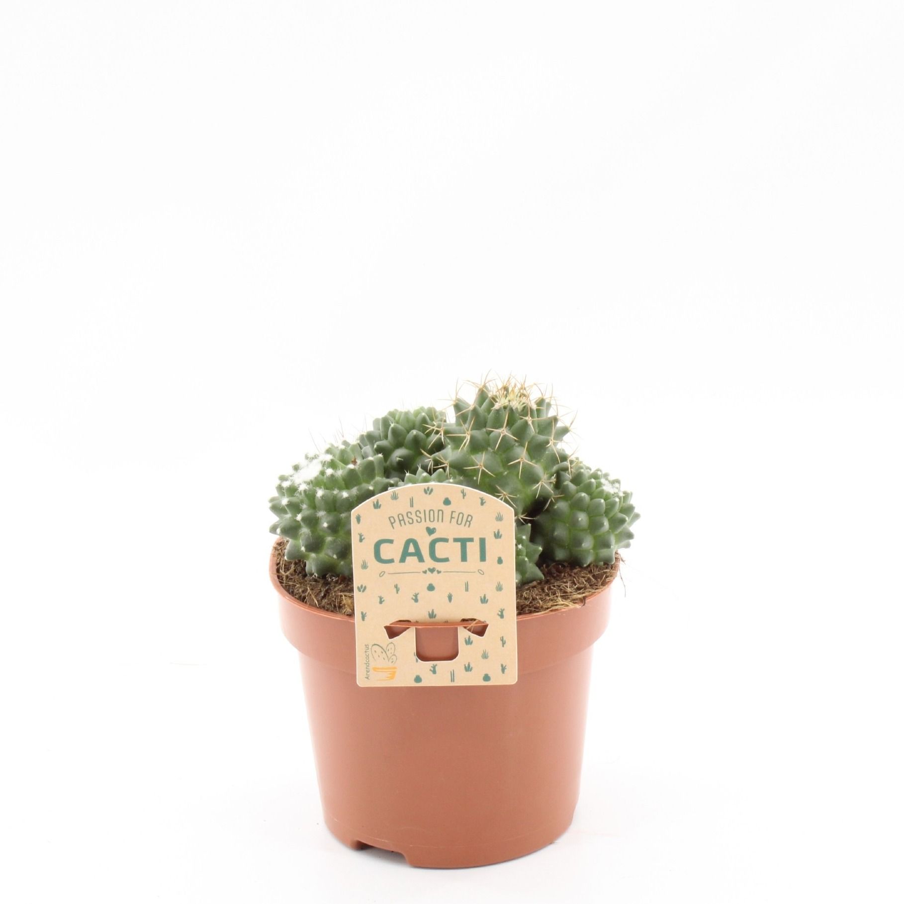 Mammillaria toluca, D 12