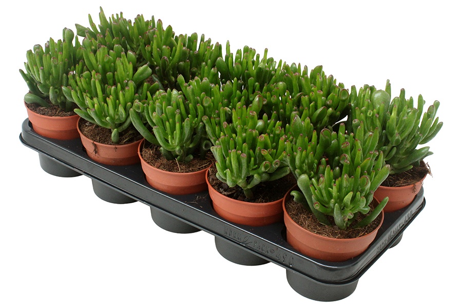 Crassula Hobbit, D 12