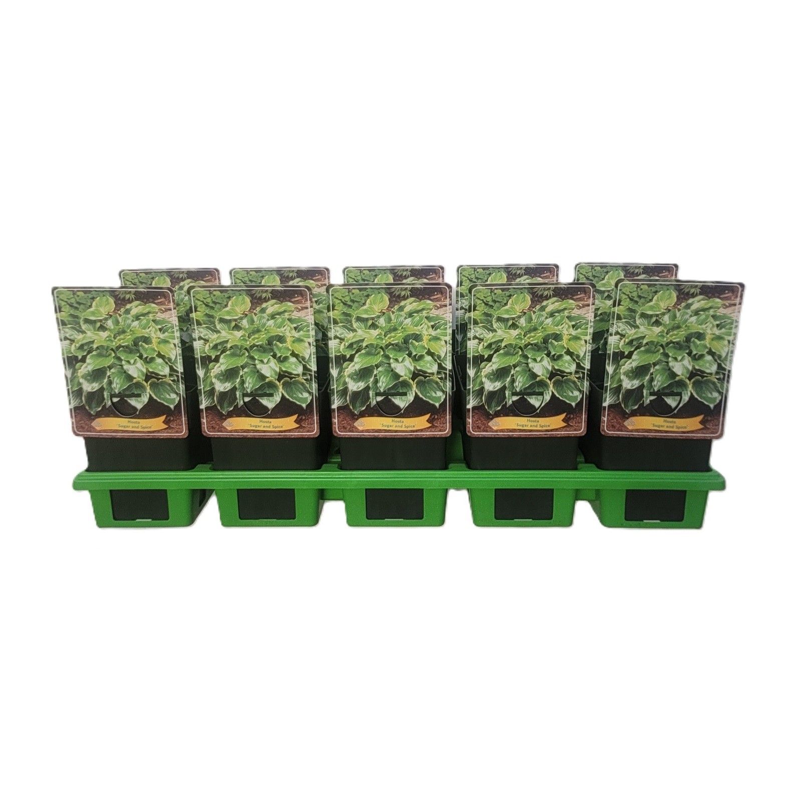 Hosta 'Sugar and Spice' P11, D 11