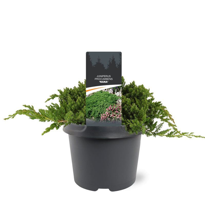 Juniperus procumbens 'Nana', D 19