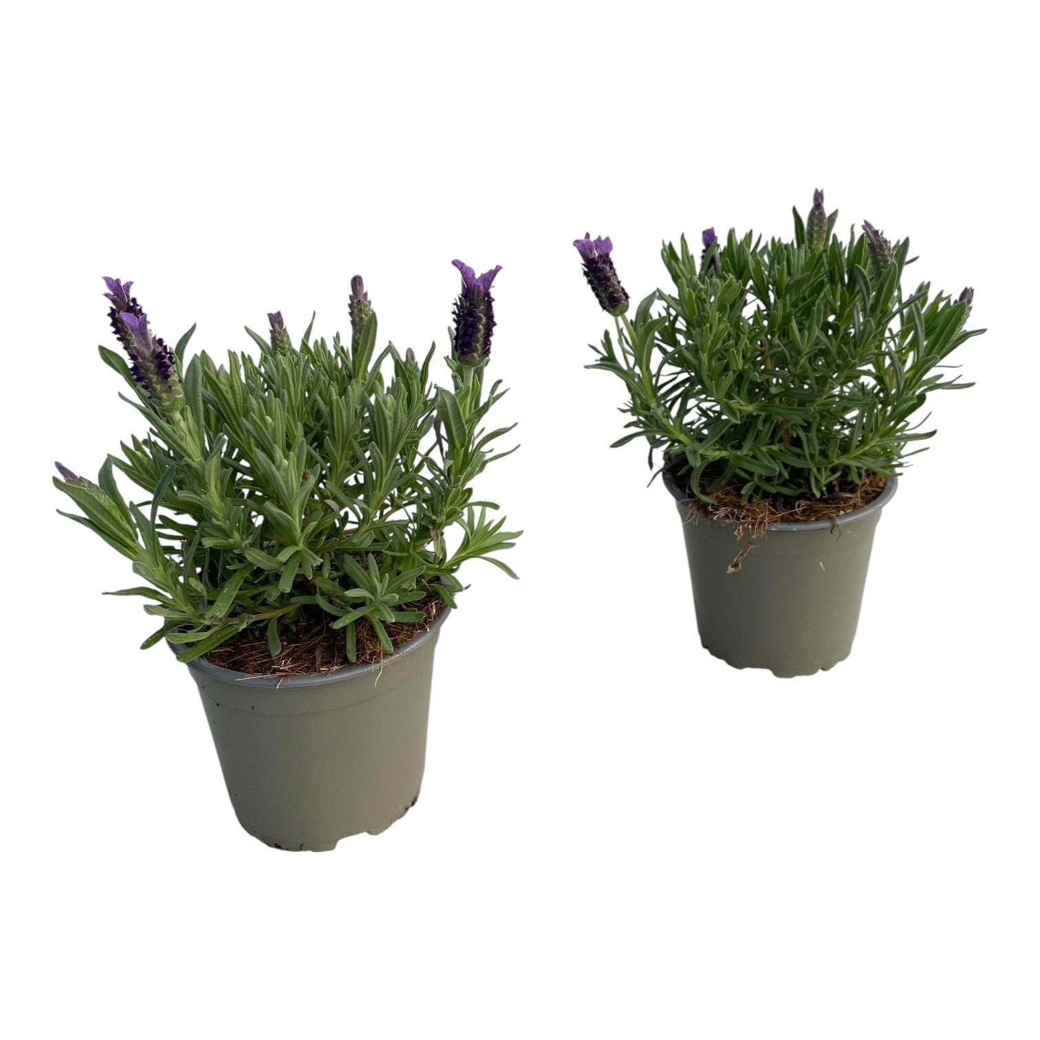 Lavandula stoechas, D 12