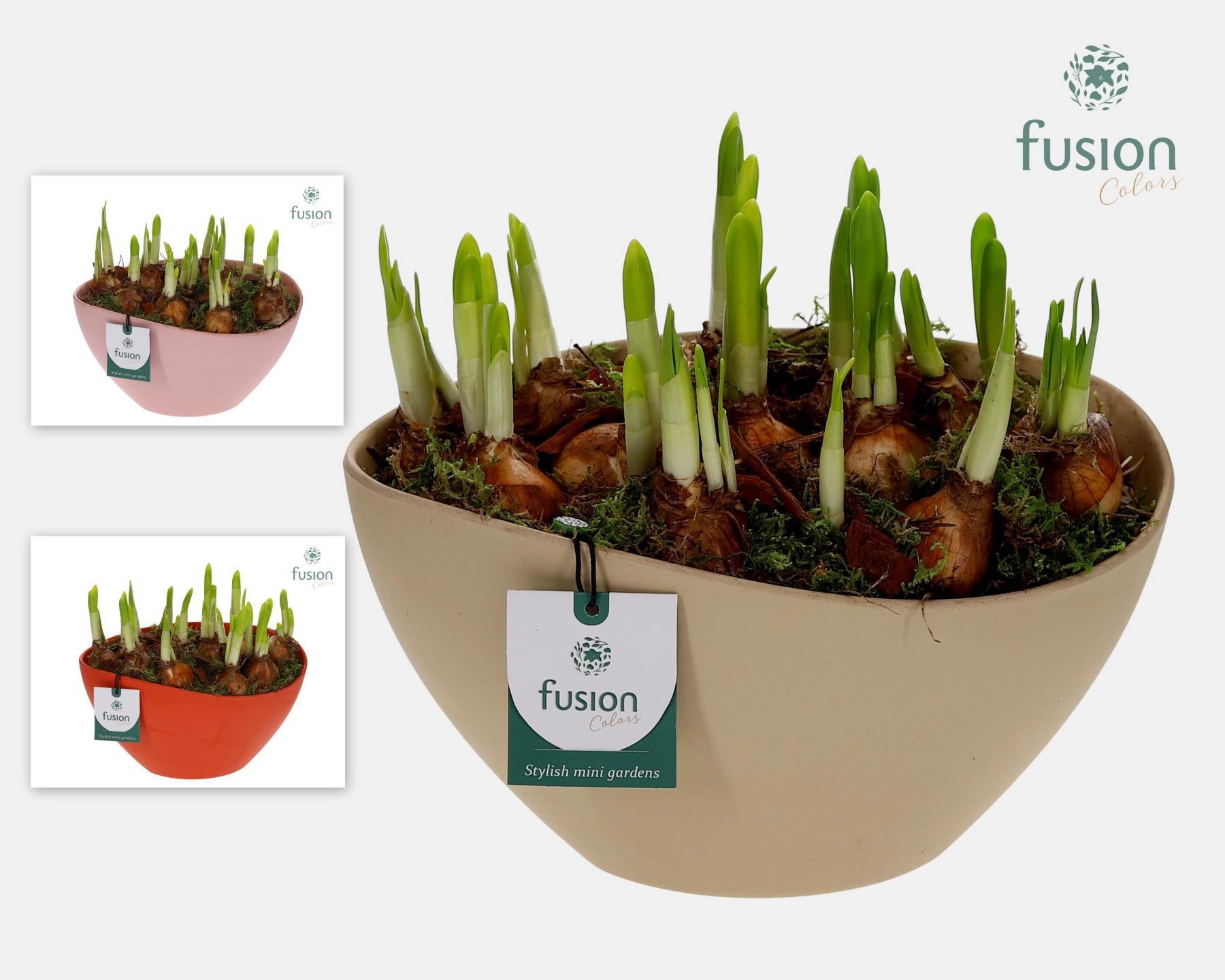 Biologisch afbreekbare ovaal schaal met Narcissus, D 24