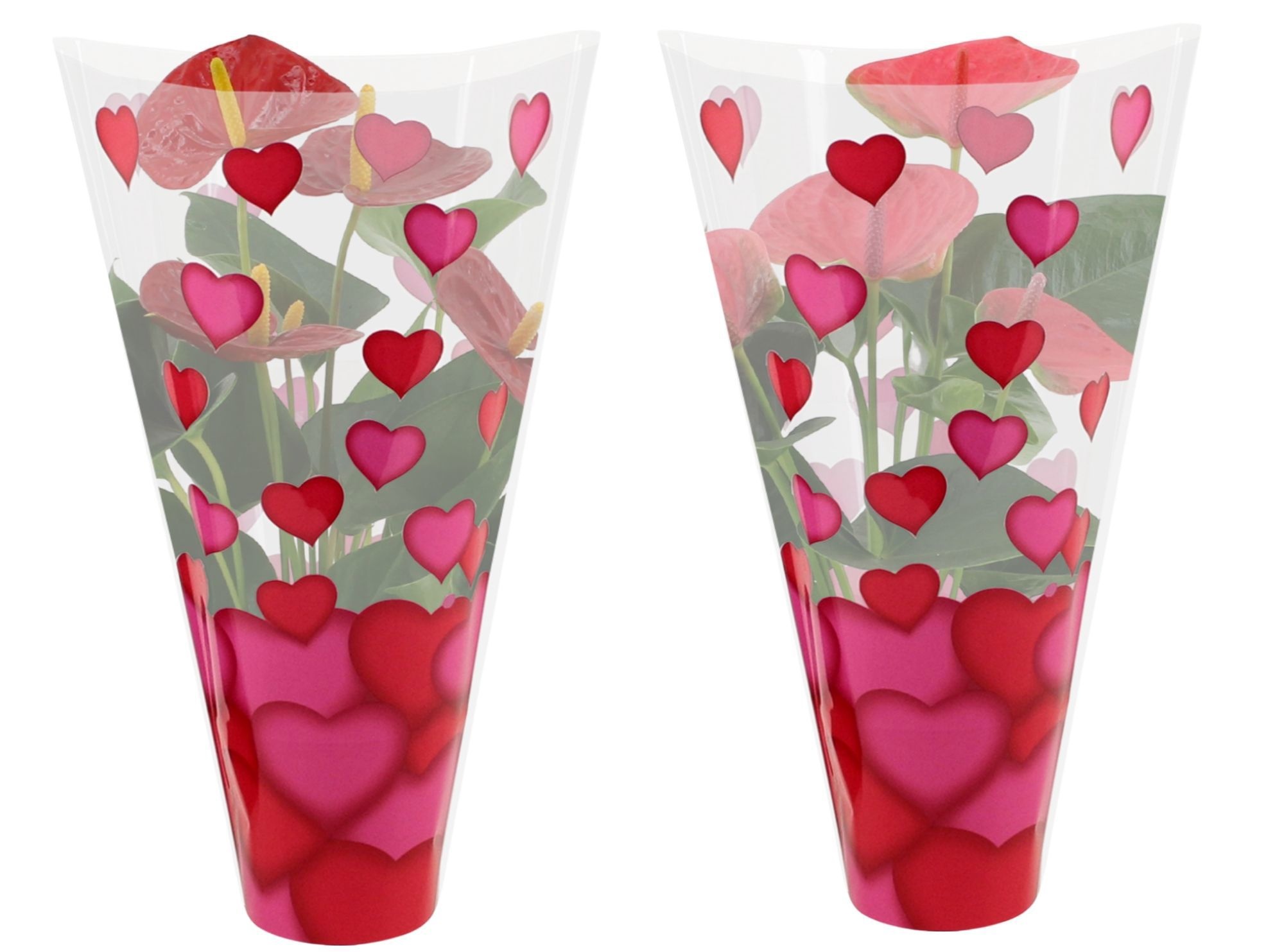 Anthurium 12 cm Red & Pink mix in Lilly heart sleeve, D 12