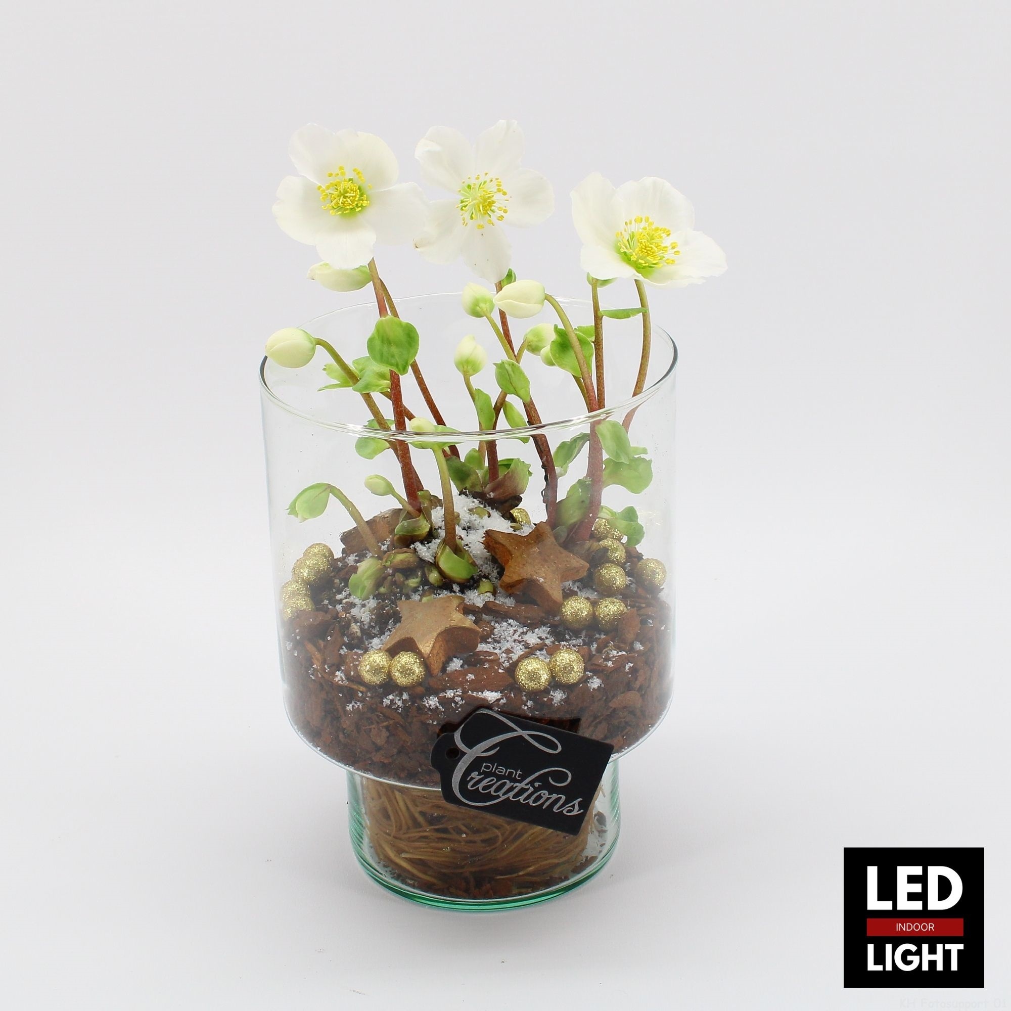 NHCR-2517LED Verboom Helleborus, D 15 cm
