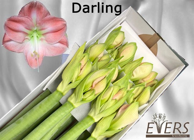 Амарилис Дарлинг (светло-роз.) x12, шт.