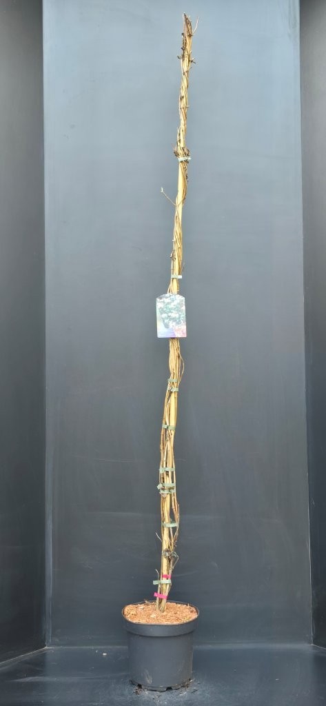 Lonicera periclymenum Belgica, D 26 cm