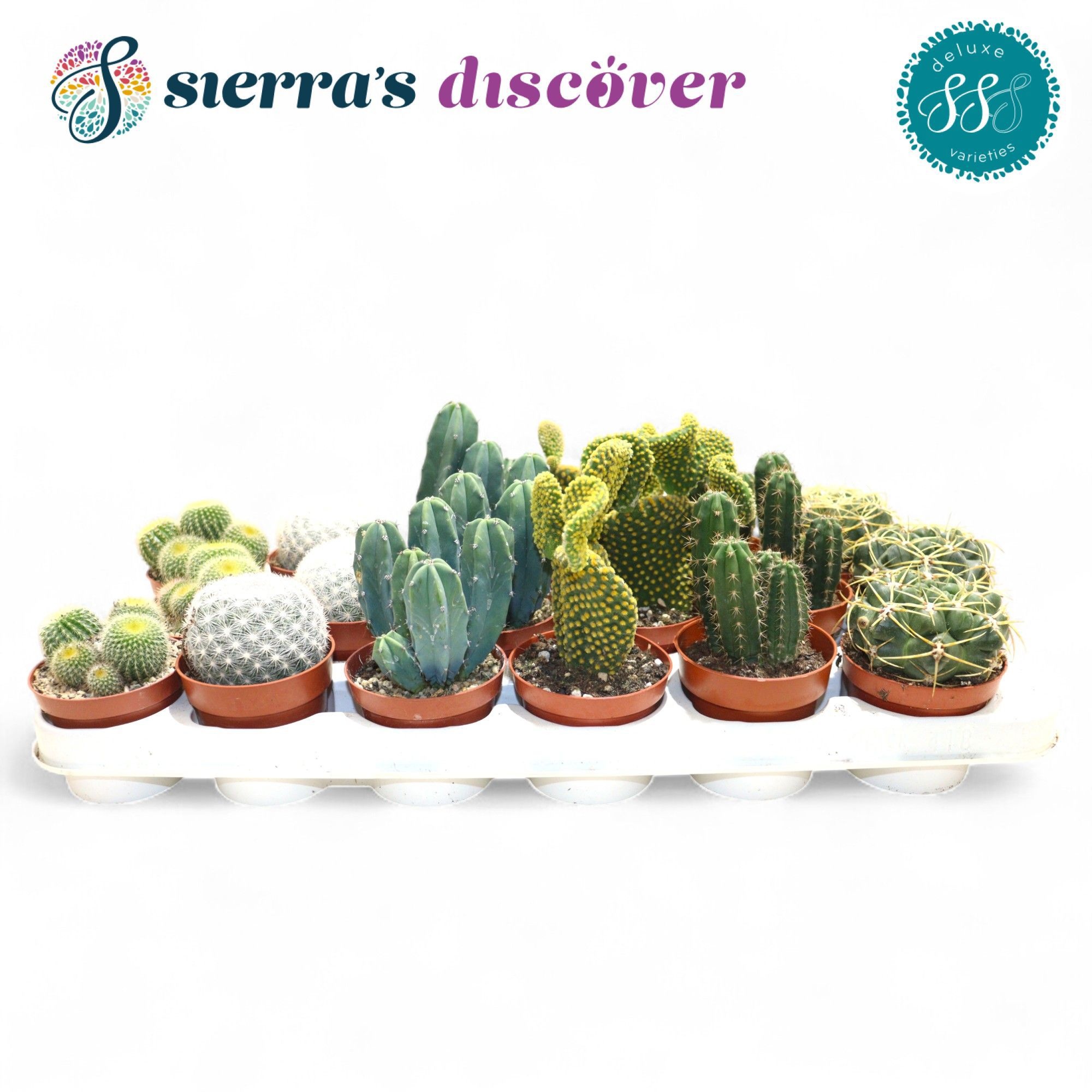 Discover® - Santiago Cactus Mix (Deluxe), D 8,5