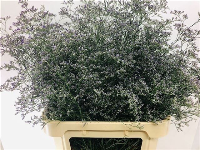 Лимониум Белтлаард 90, шт.