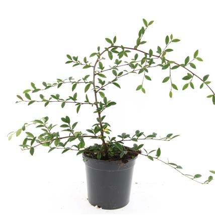 Cotoneaster sal. 'Parkteppich', D 14 cm