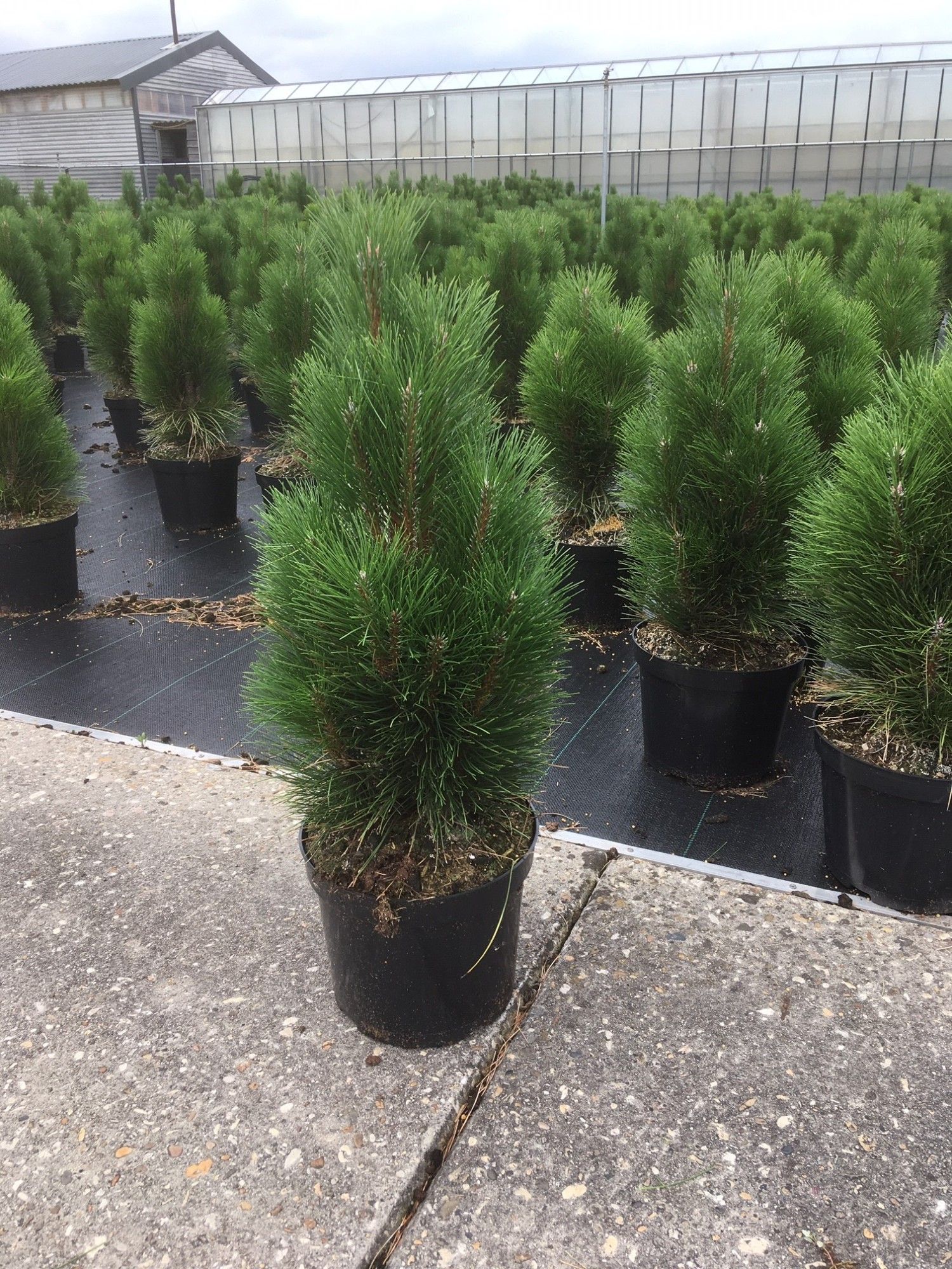 Pinus nigra Richard, D 26 cm