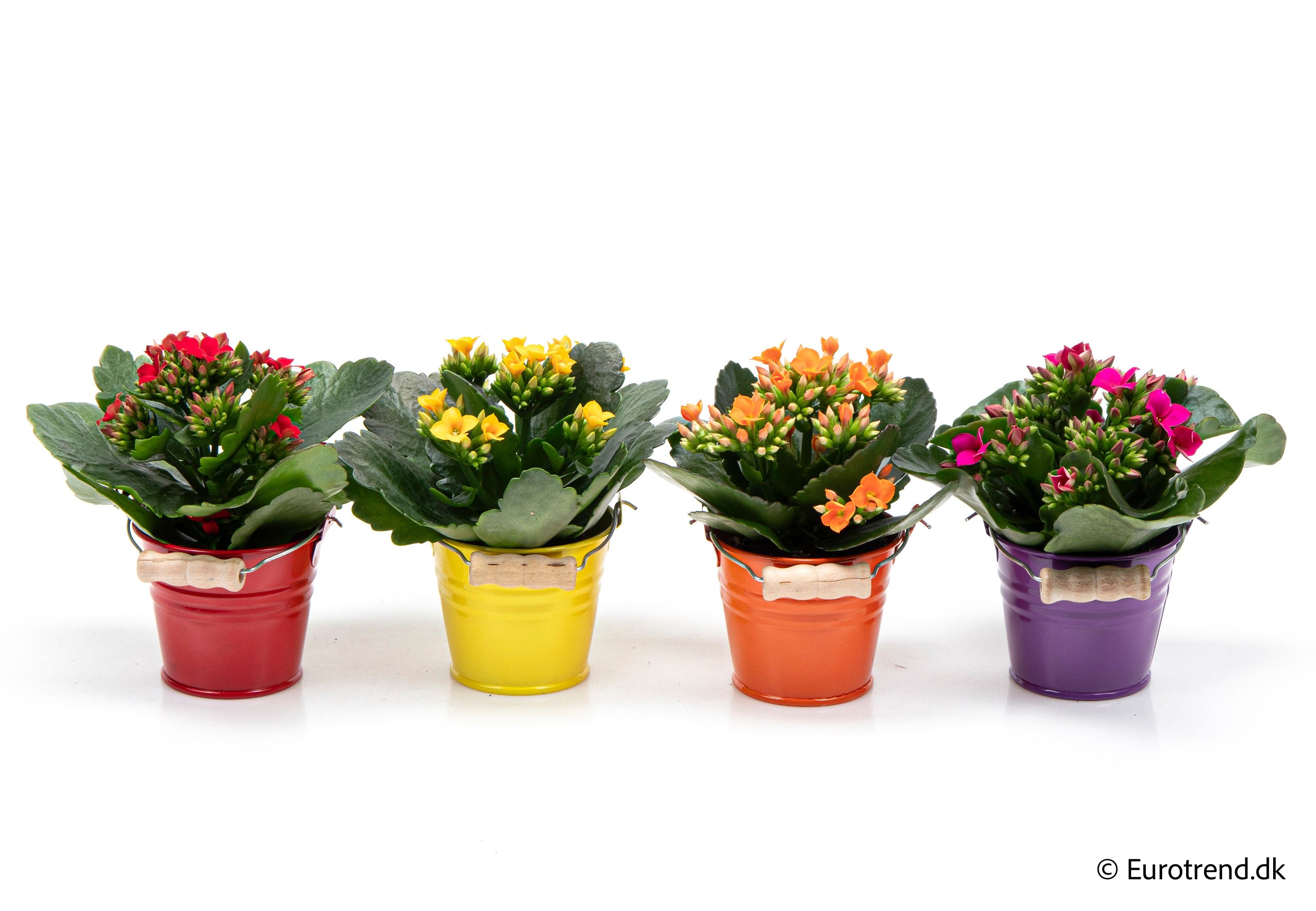 Kalanchoe in zink bucket- Spring, Summer & Autumn 2025, D 6 cm Kalanchoe in zink bucket- Spring, Summer & Autumn 2025, D 6 cm