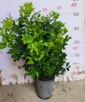 Муррайя экзотика 14 45 (предзаказ)